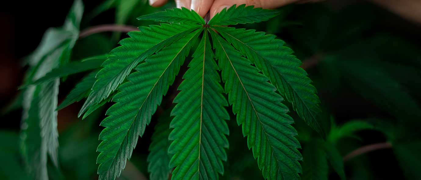 La cannabis: desde la raíz a la semilla